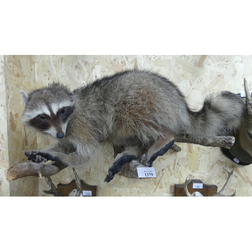 1379 - Naturalistic Mounted Racoon Taxidermy Specimen.