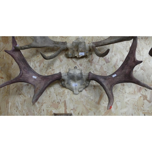 1380 - Pair of Moose Antlers - approx 78cm across.