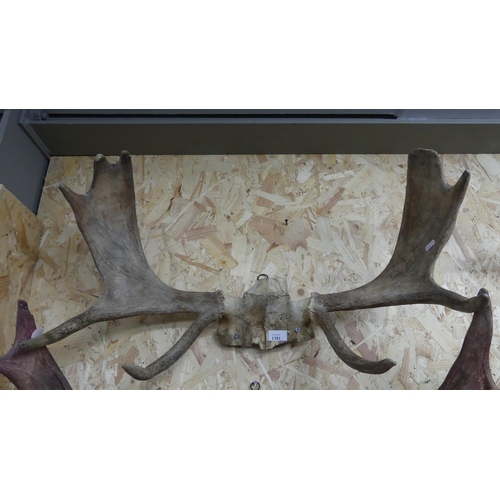 1381 - Pair of Moose Antlers - approx 74cm across.