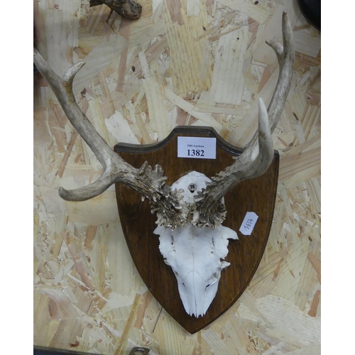 1382 - Pair of Roe Buck Antlers on Shield Back.