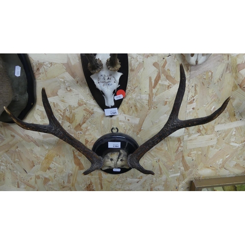 1384 - Pair of Antlers - 6 points, on Wooden Mount.