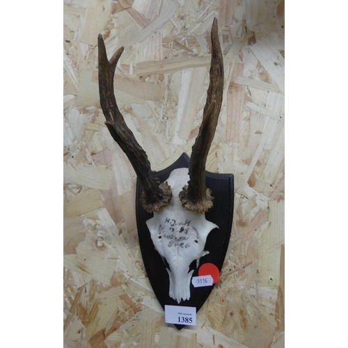 1385 - Pair of Roe Buck Antlers on Shield Back.