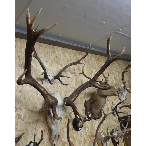 1386 - Large Pair of Elk Antlers complete with upper Skull - 12 points, approx 130cm across.