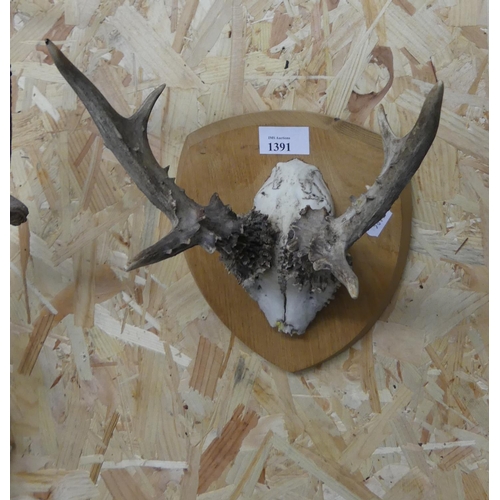 1391 - Pair of Roe Buck Antlers on Shield Mount.