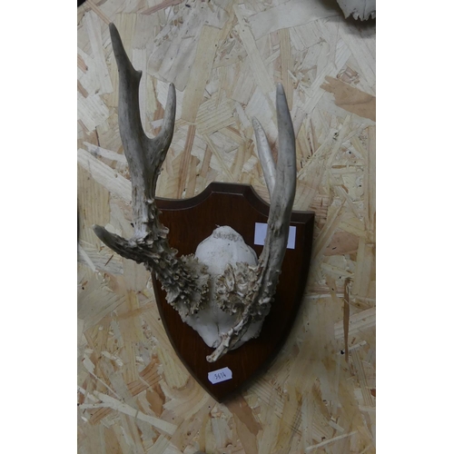 1394 - Fine Pair of Roe Buck Antlers on Shield Mount.