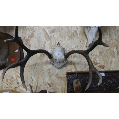 1395 - Pair of Stag Antlers - eight points.