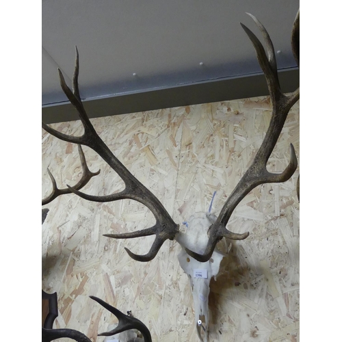 1396 - Pair of Stag Antlers on part Skull Mount - 12 points.