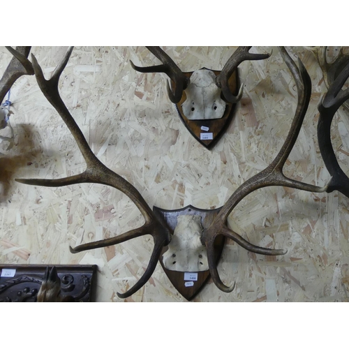 1400 - Pair of Stag Antlers on Shield Back - 10 points