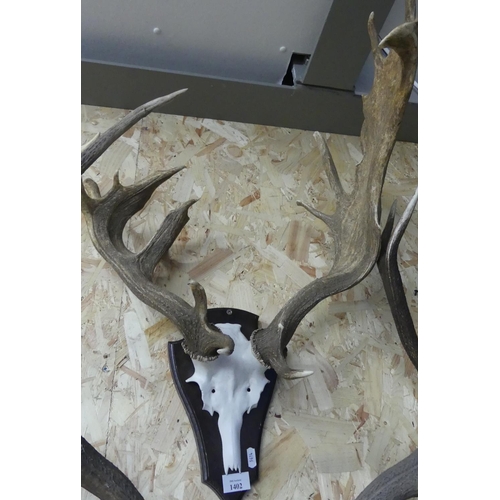 1402 - Pair of Deformed Stag Antlers on Shield Back.