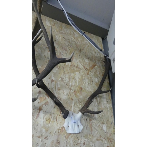 1404 - Pair of Stag Antlers - 10 points.