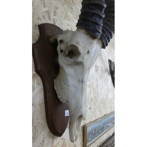 1341 - Large Antelope Skull & Horns.