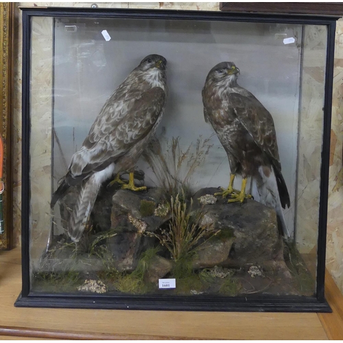 1601 - Cased Taxidermy Buzzard Specimens, approx 69cm tall overall.