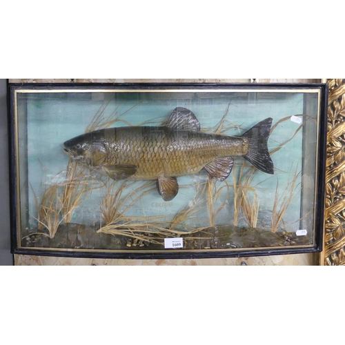 1609 - Cased Fish Taxidermy of a Chub 