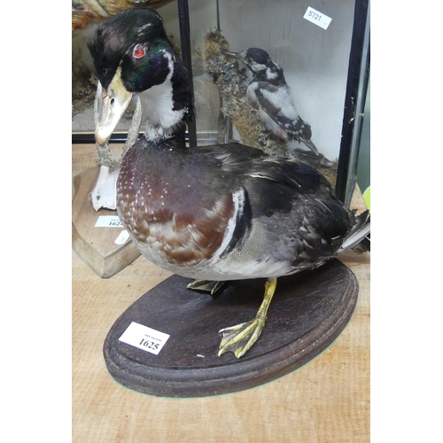 1625 - Mounted Taxidermy of a Wood Duck.