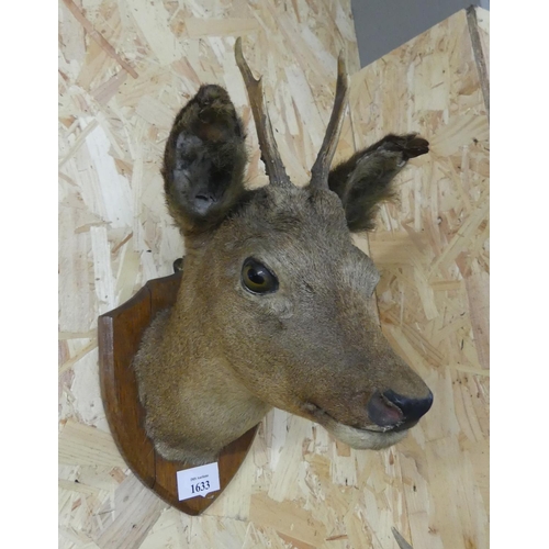 1633 - Taxidermy Buck head on Shield Back.