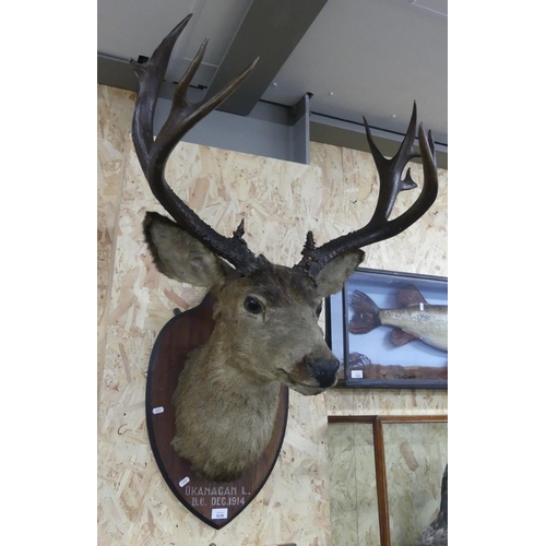 1638 - Large Mounted White tail Stag Head Trophy 