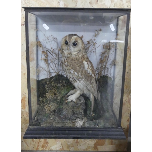 1640 - Cased Taxidermy Specimen - Tawny Owl, approx 40 x 53cm.