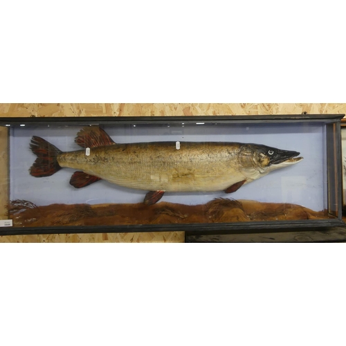 1644 - Cased Taxidermy Specimen of a Pike, approx 38 x 116cm.