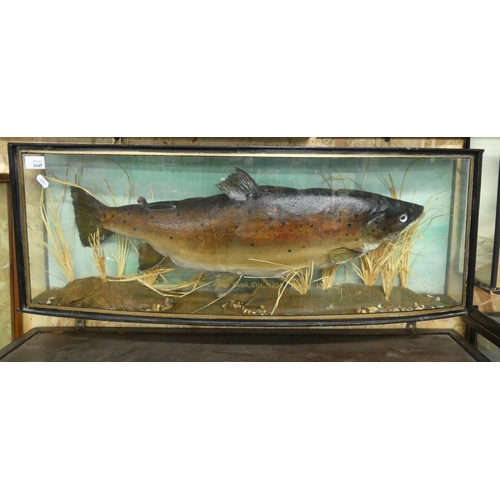 1645 - Bow Front Cased Taxidermy Specimen of a Salmon 