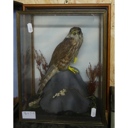 1645A - Cased Taxidermy Specimen of a Female Hobby, approx 31 x 26cm.