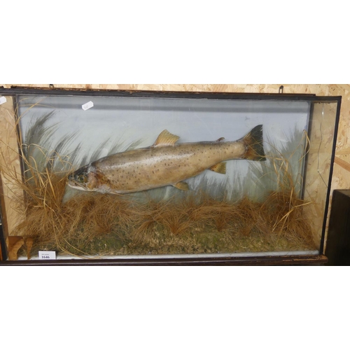 1646 - Cased Taxidermy Specimen of a Large Brown Trout 