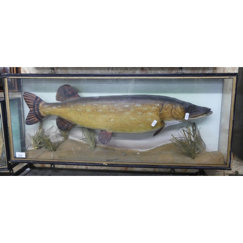 1647 - Cased Taxidermy Specimen of a Pike 