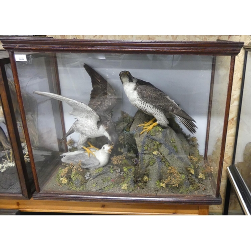 1648 - Cased Taxidermy Specimens - Two Peregrine Falcons Attacking Seagull, approx 82 x 39 x 66cm.