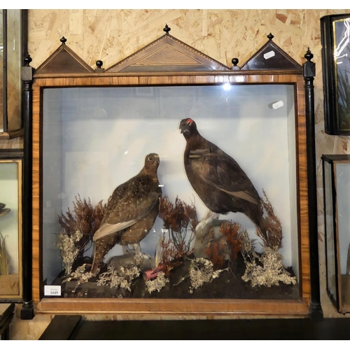 1649 - Decorative Inlaid Mahogany Cased Taxidermy Specimens - Red Grouse, approx 69 x 24 x 67cm.