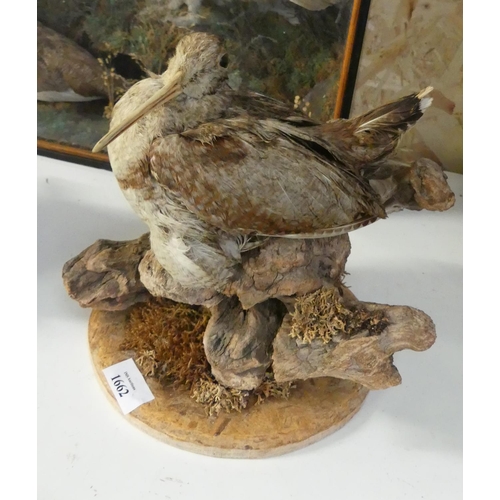 1662 - Mounted Taxidermy Specimen - Woodcock.