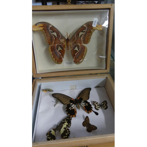 1690 - Mounted Butterfly  & Moth Specimens.