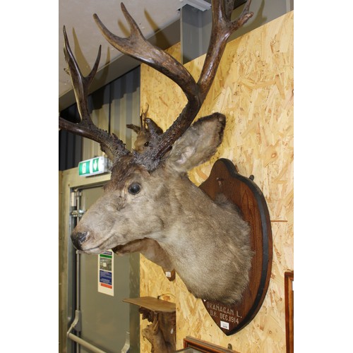 1638 - Large Mounted White tail Stag Head Trophy 