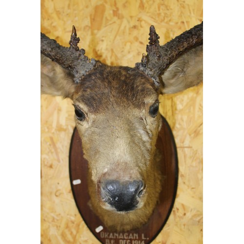 1638 - Large Mounted White tail Stag Head Trophy 