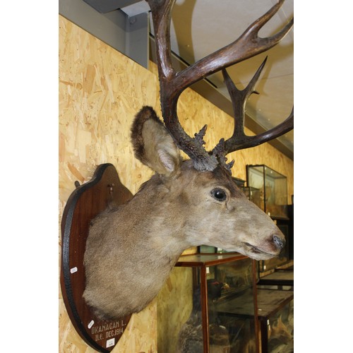 1638 - Large Mounted White tail Stag Head Trophy 