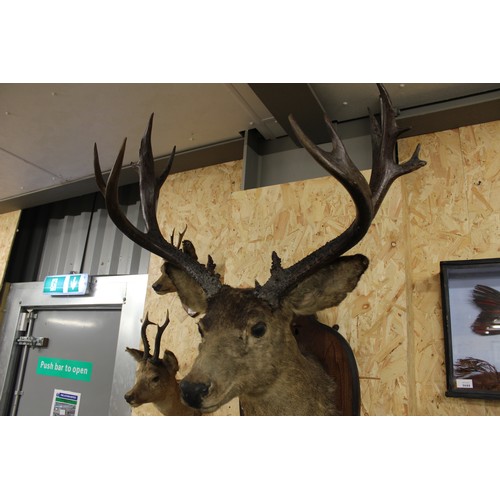 1638 - Large Mounted White tail Stag Head Trophy 