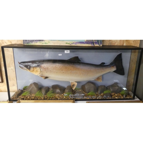 2068 - Cased Salmon Caught at Waulkmill on the River Tay 1993, Weighs 25lbs 4oz.