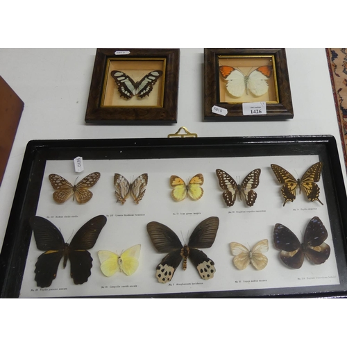 1426 - Three Framed Mounted Butterfly Specimens.