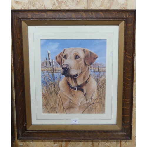 1487 - Framed Print - Portrait of Golden Labrador, approx 33 x 39cm.