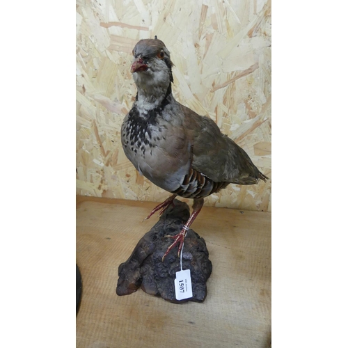 1507 - Taxidermy Specimen of a French / Red Legged Partridge, mounted on wood Burl.