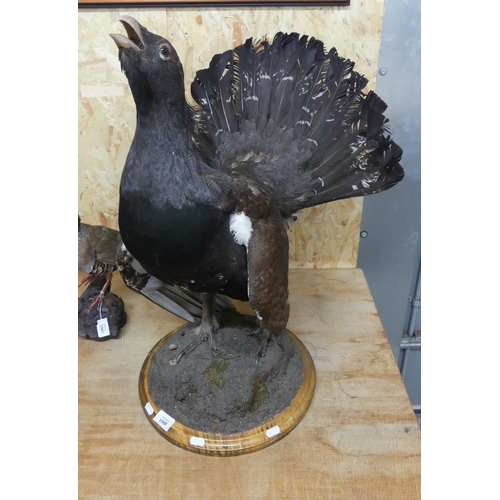 1508 - Taxidermy - Male Capercaillie on Wooden Plinth.