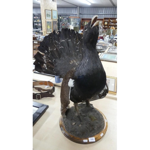 2152 - Taxidermy - Male Capercaillie on Wooden Plinth.