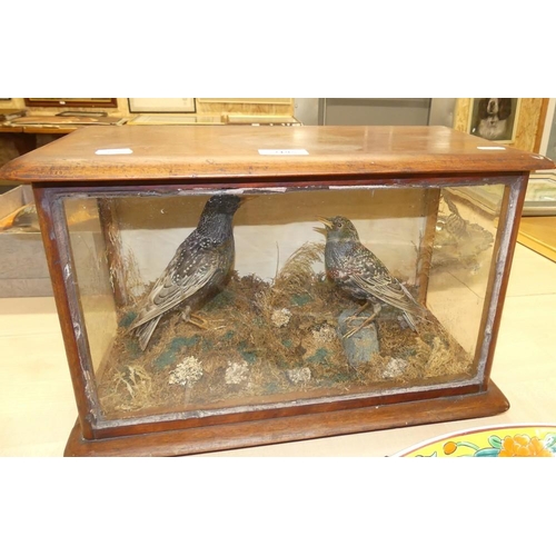 2195 - Pair of European Starlings in Glass Case, approx 44cm across.