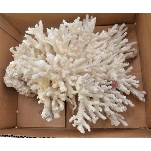 581 - Box Coral