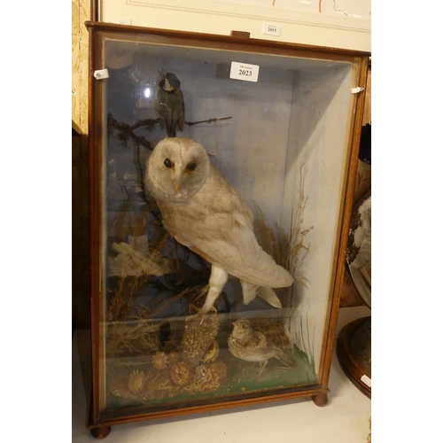 2023 - Taxidermy of a Barn Owl, Great Tit & Skylark.