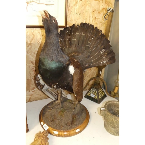 2024 - Taxidermy - Male Capercaillie on Wooden Plinth.