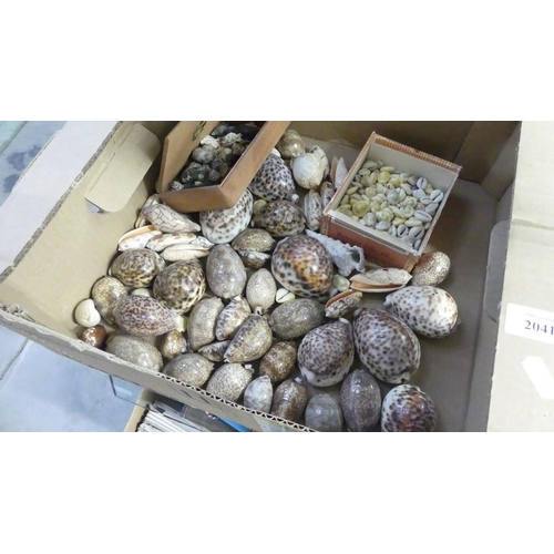 2041 - Box - Assorted Seashells.