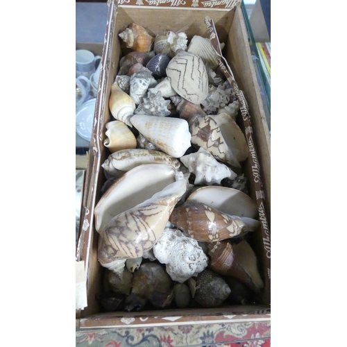 2050 - Box - Assorted Sea Shells.