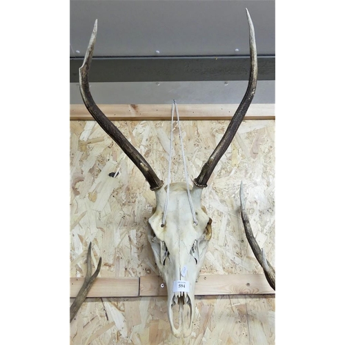 594 - Stag Antlers & Skull