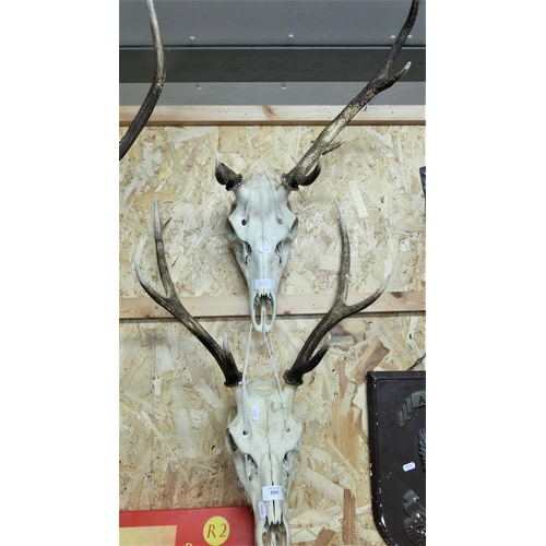 595 - 2 Sets of Antlers & Skulls (1 Antler missing)