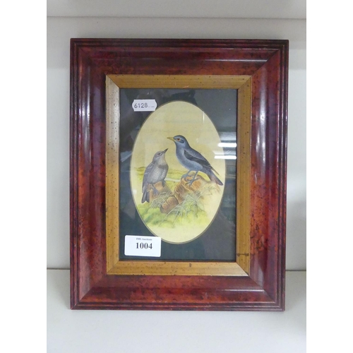 1004 - Antique Framed Ornithological Study - Bluebirds, approx 12 x 18cm.