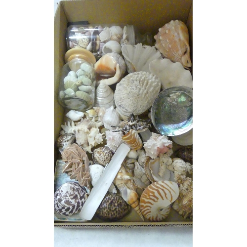 1306 - Box - Assorted Sea Shells.